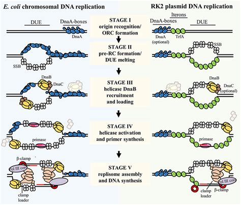 steps of bacterial dna replication